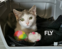 Fly