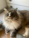 ZEUS