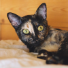 KALA