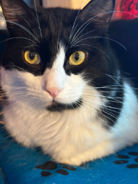 HÉCTOR