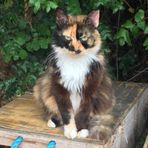 Inola - Cat - 11pets: Adopt