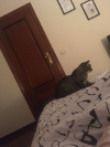 RIGODÓN