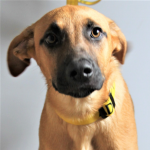 Winnie - Dog - 11pets: Adopt