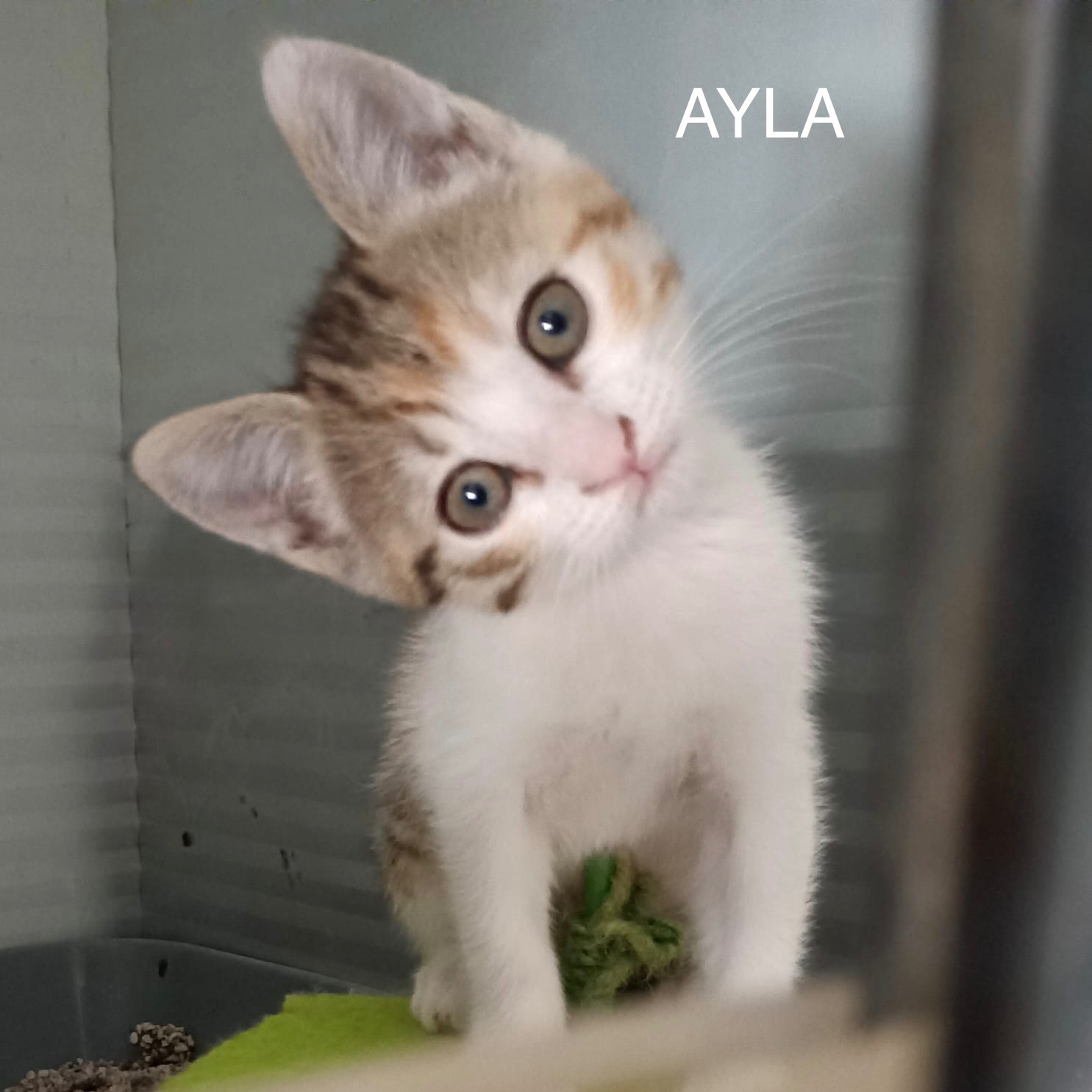 Ayla