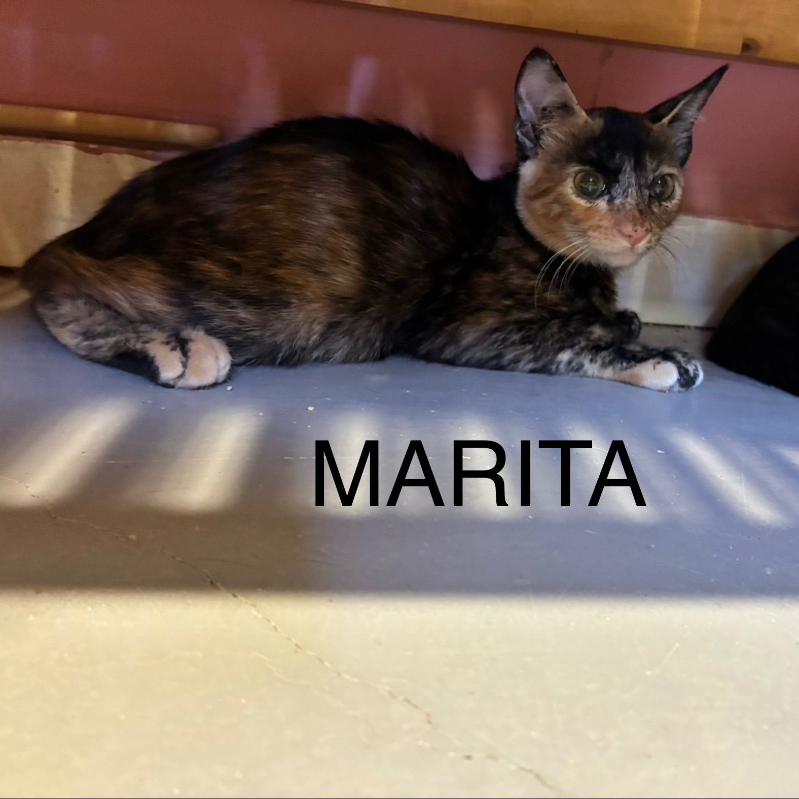 Marita