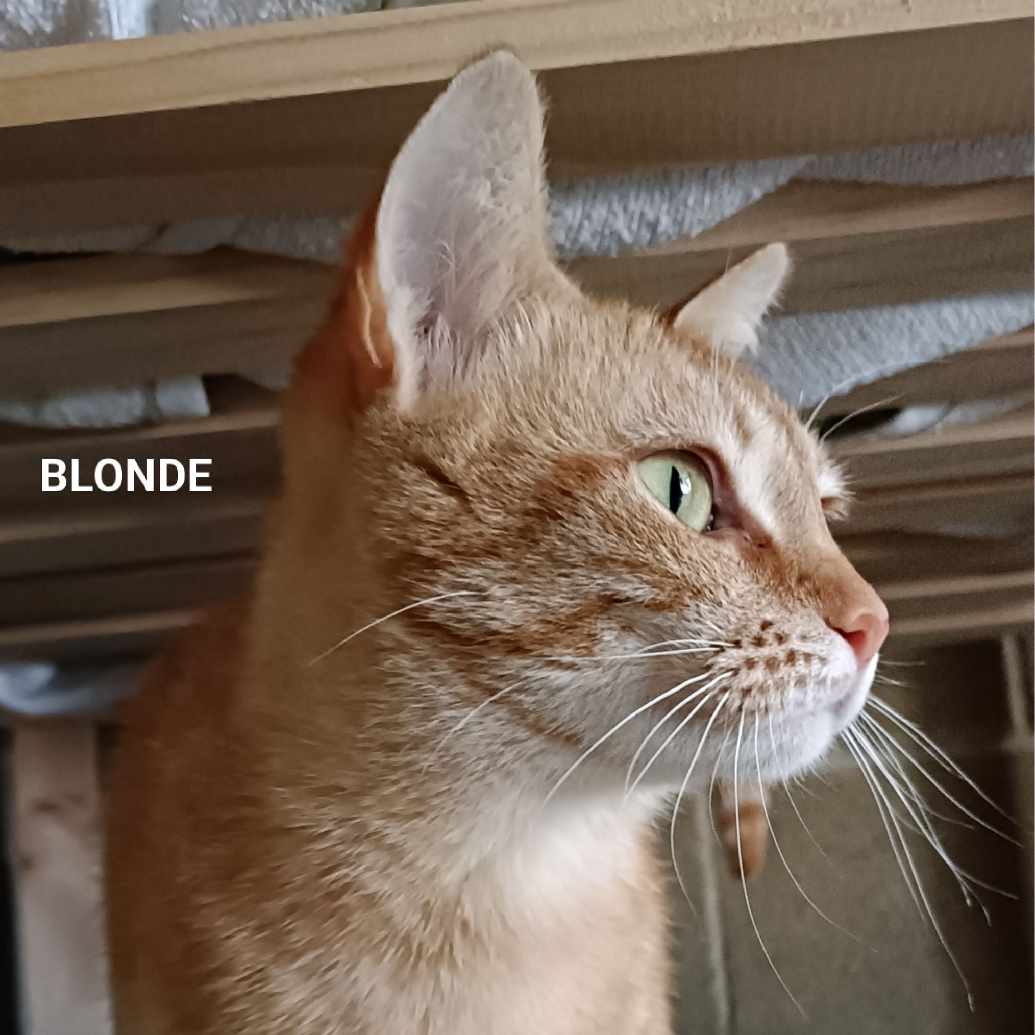 Blonde