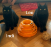 INDI