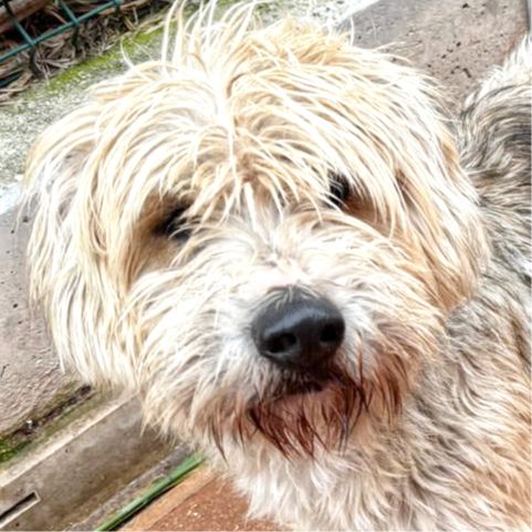 BOCANEGRA ARA AMELIO