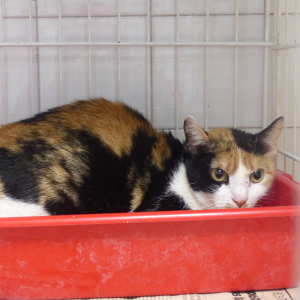 Rosa - Cat - 11pets: Adopt