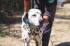 PONGO ARA MAX 