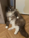 ZEUS