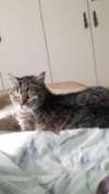 ILSA