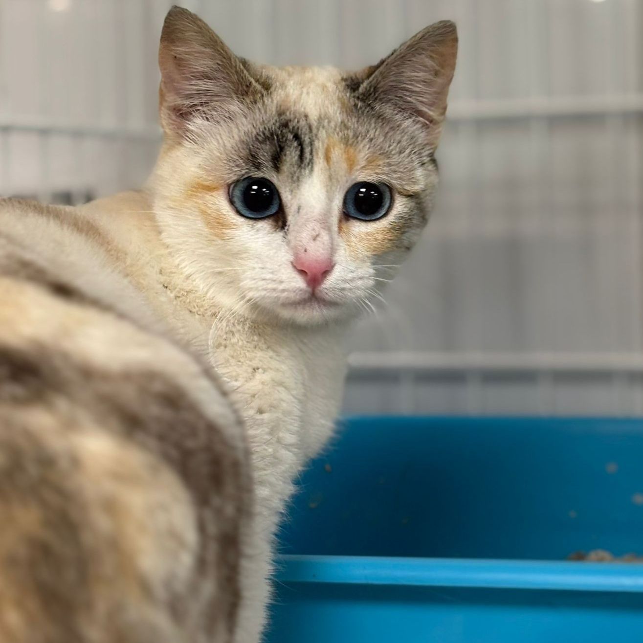 Llanega - AL MOMOTARO CAT CAFE