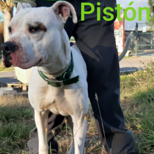 PISTÓN - Dog - 11pets: Adopt