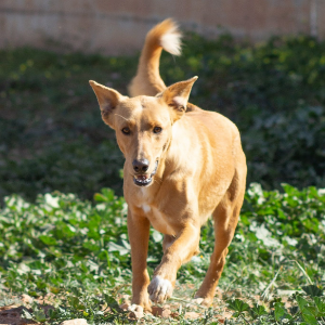 Dingo - Dog - 11pets: Adopt