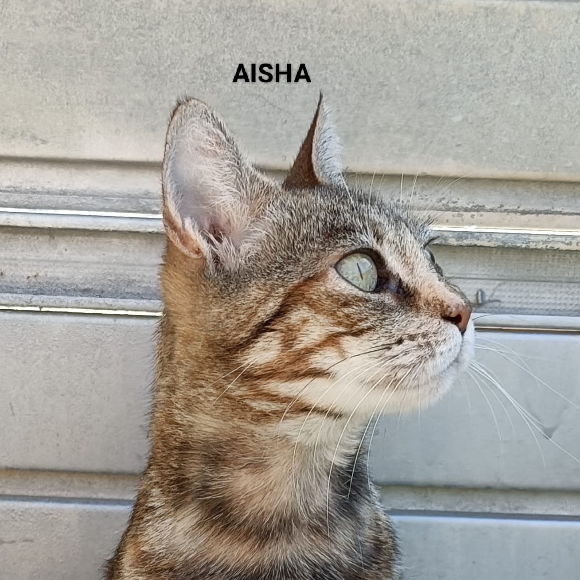 Aisha
