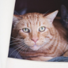 ALVOCAT