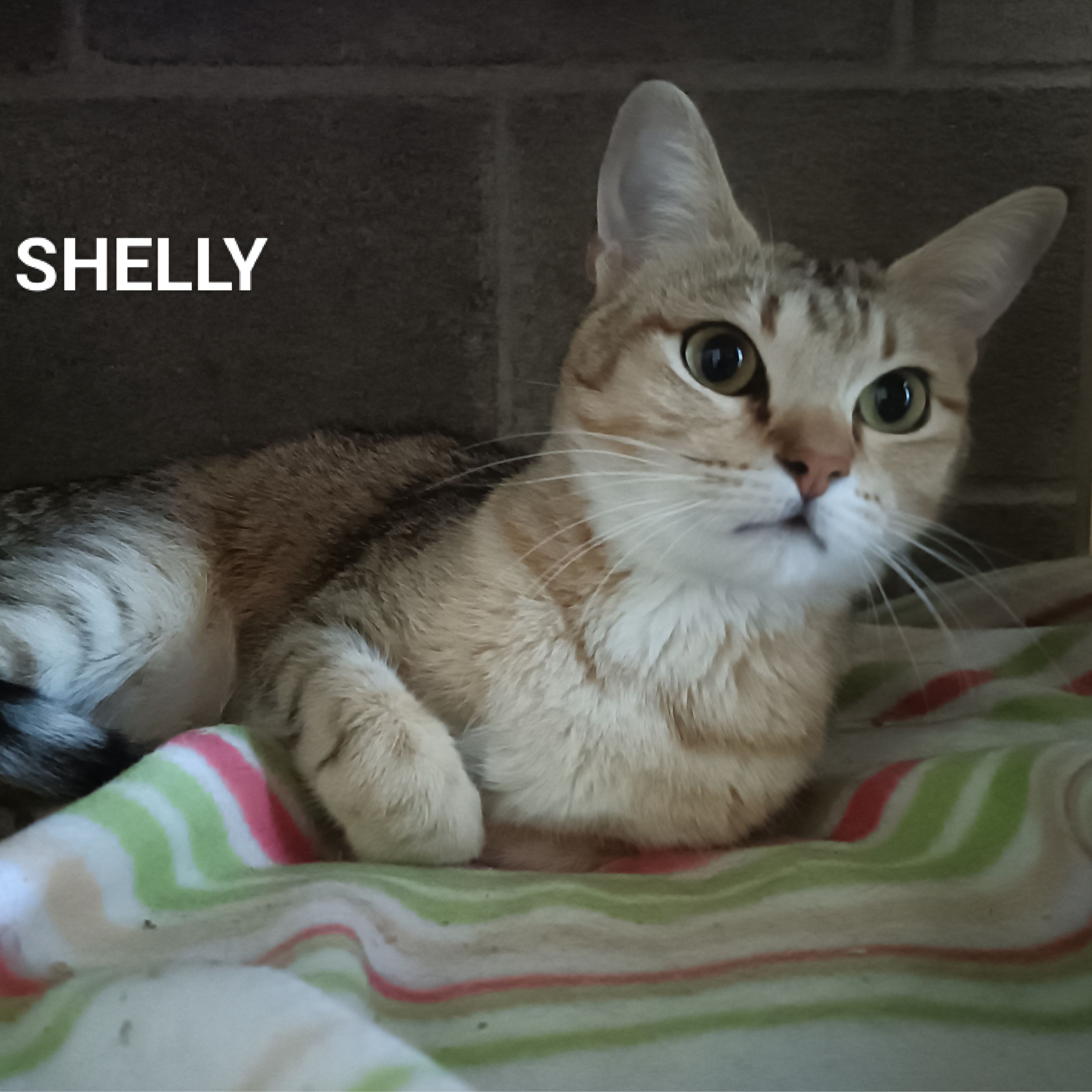 Shelly