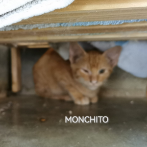 Monchito  - Cat - 11pets: Adopt