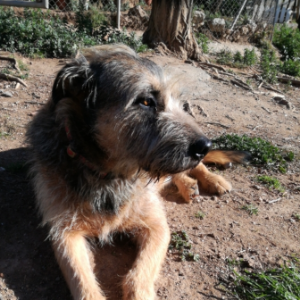 Curro - Dog - 11pets: Adopt