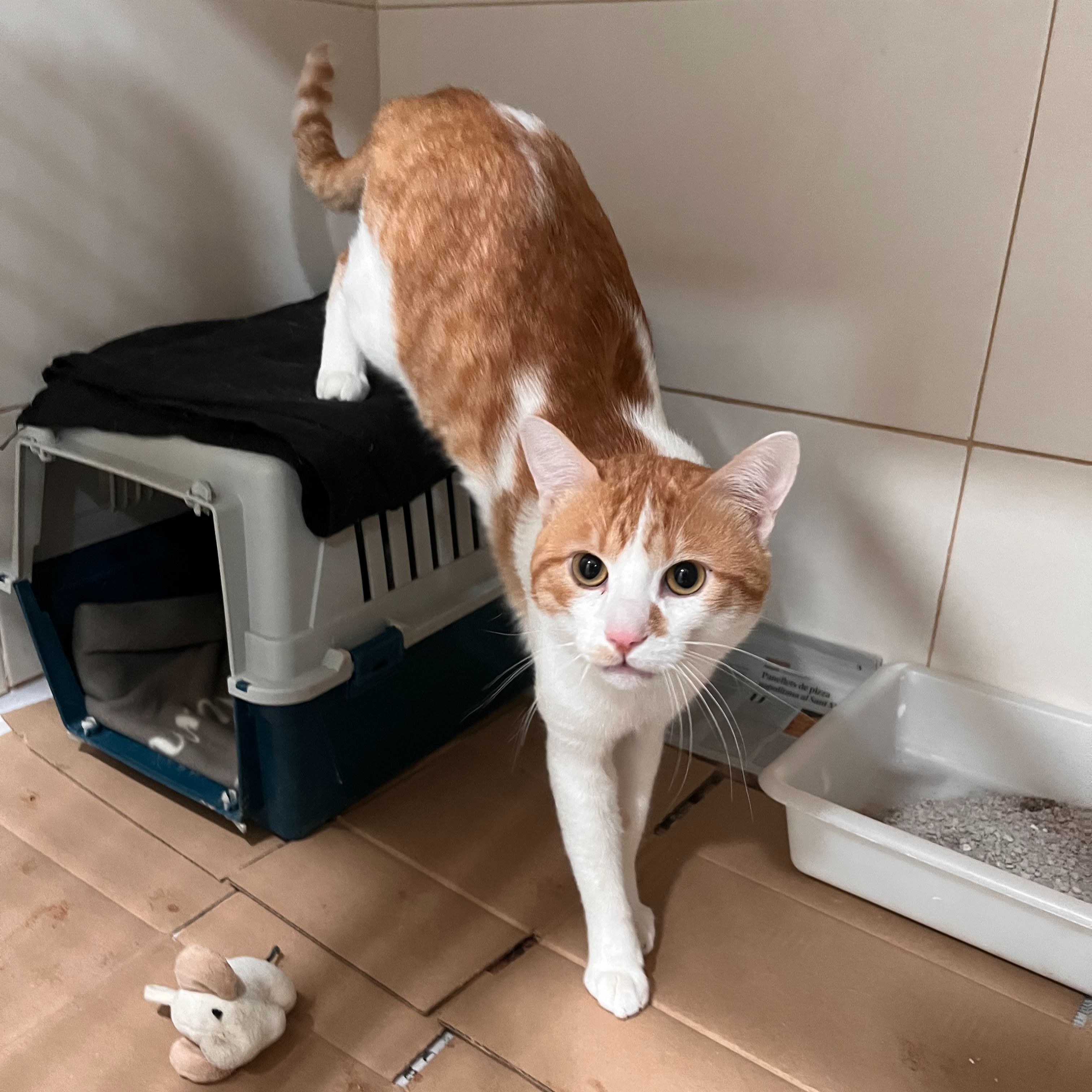 Sassy AL MOMOTARO CAT CAFE