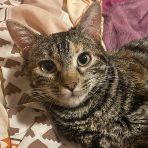 MIMOSA - Cat - 11pets: Adopt