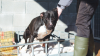 TAYSON