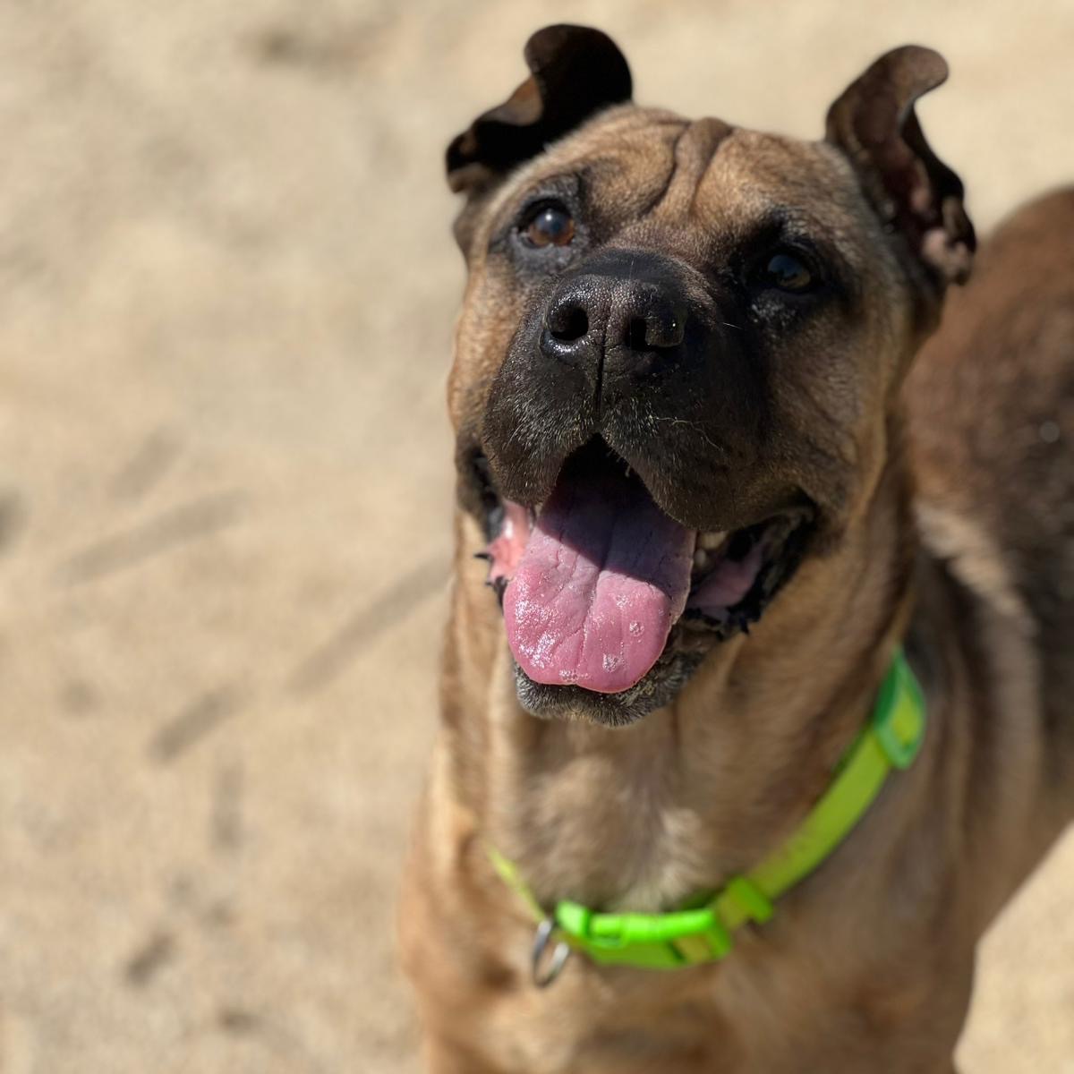 Tyrion lanister