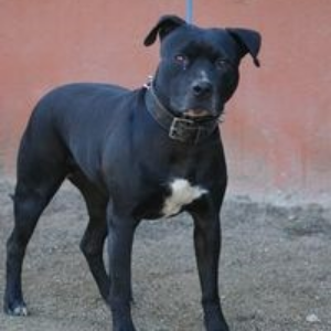 Xiruca - Dog - 11pets: Adopt