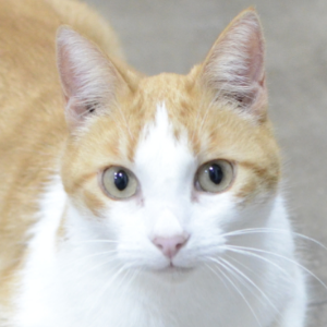 Cosmo - Cat - 11pets: Adopt