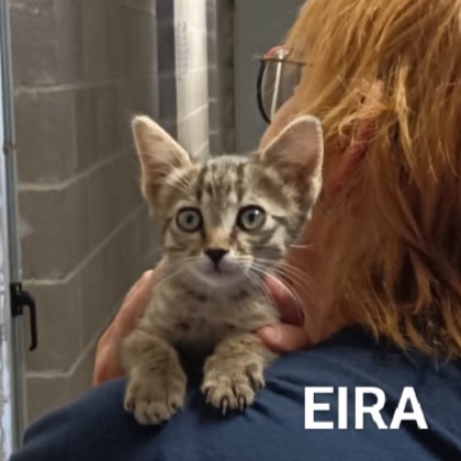 Eira