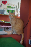 Pikanto - AL MOMOTARO CAT CAFE