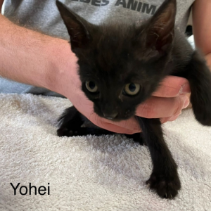 Yohei - Cat - 11pets: Adopt