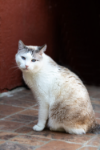 Tatoo - AL MOMOTARO CAT CAFE