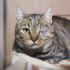 CLEMENTINA