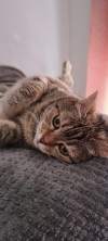 ILSA