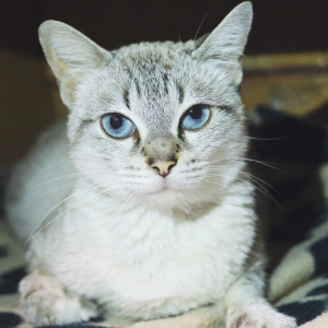 GÈNOVA - Cat - 11pets: Adopt