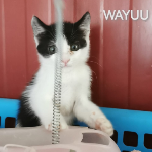 Wayuu - Cat - 11pets: Adopt