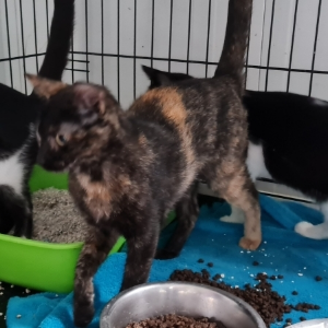 Brisa - Cat - 11pets: Adopt