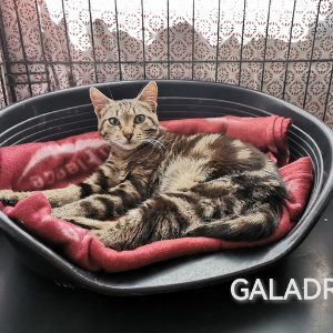 Galadriel  - Cat - 11pets: Adopt