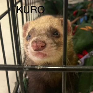 Kuro - Other - 11pets: Adopt