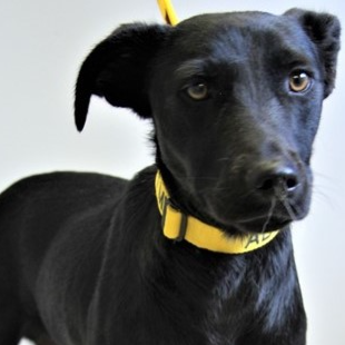 Quanto    (aka Stitch)