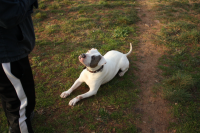 Spot