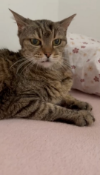 ILSA