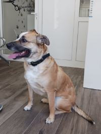 LILA