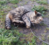 Michi
