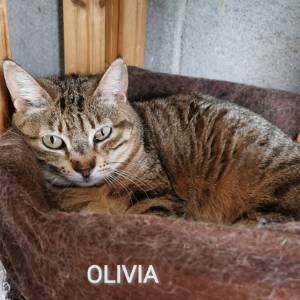 Olivia - Cat - 11pets: Adopt