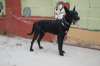 Genaro
