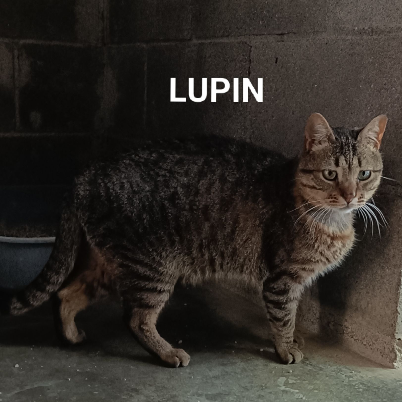 Lupin