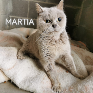 Martia - Cat - 11pets: Adopt